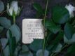 Stolperstein.jpg